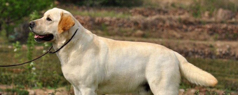拉布拉多犬聪明吗