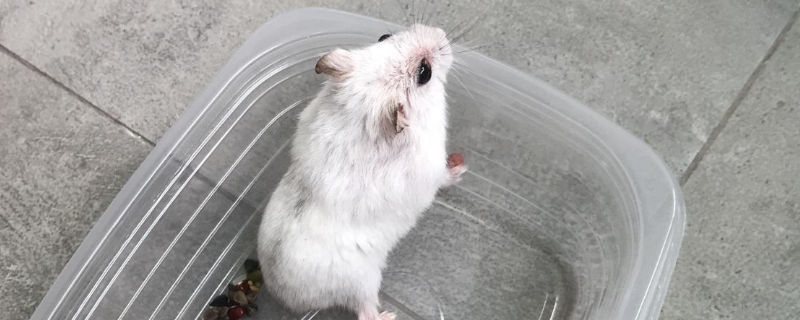 仓鼠为什么一直抓痒