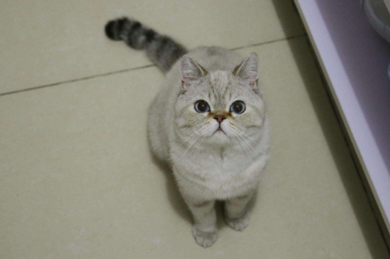 猫咪呼吸时伴颤抖怎么回事