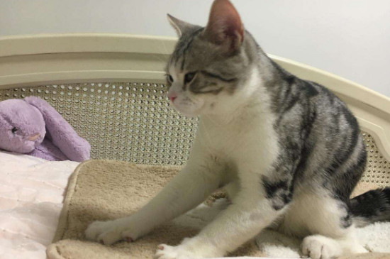 猫踩奶坏处
