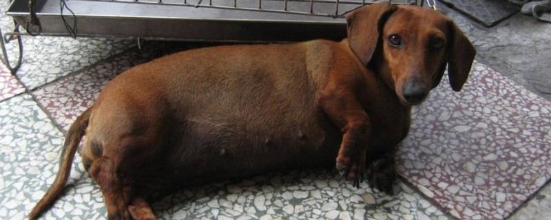 什么人适合养腊肠犬