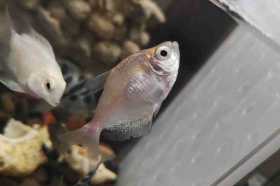 彩裙鱼老死怎么回事