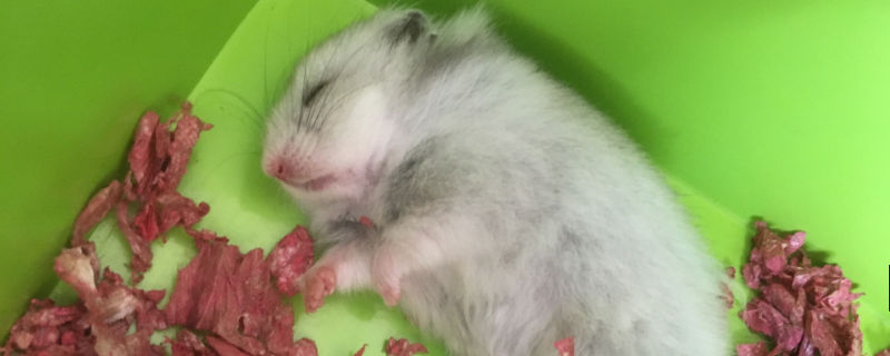 仓鼠能吃熟米饭吗