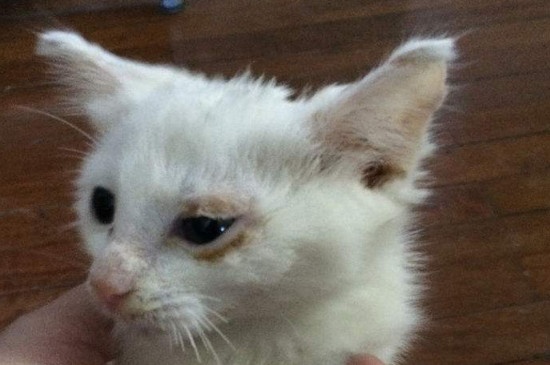 小猫感冒症状