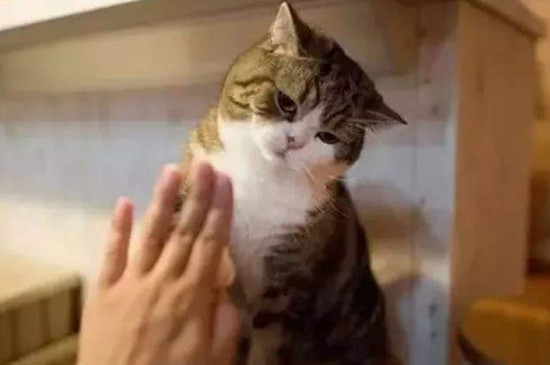 猫知道人不是猫吗，猫把人类当什么