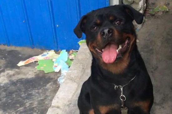 罗威纳犬十个不养理由