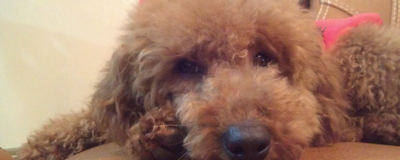 泰迪犬有口臭怎么办