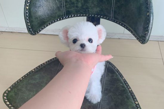 茶杯犬吃什么狗粮