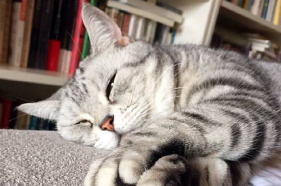 猫携带狂犬病毒吗