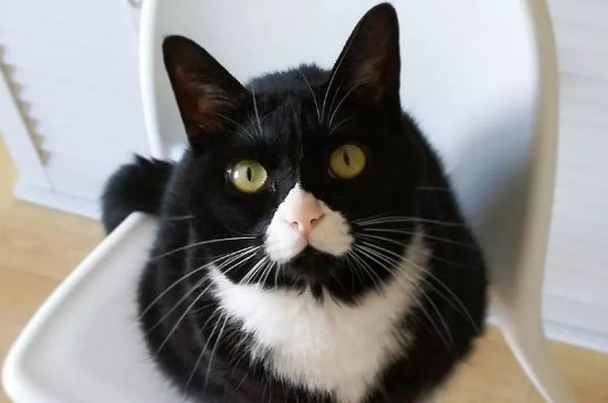 奶牛猫粘人吗