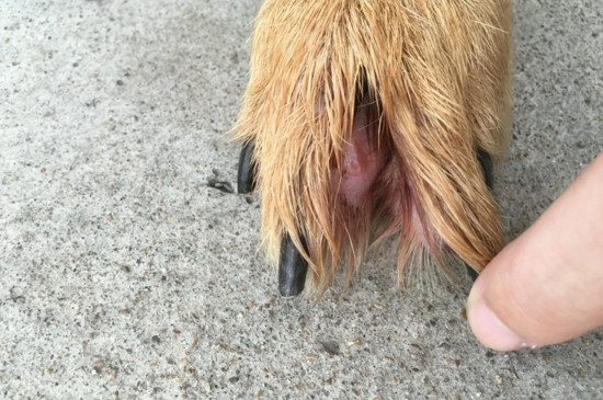 狗的脚趾缝溃烂怎么办