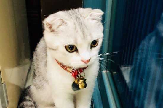 养猫脏吗