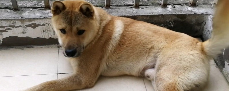 为什么会禁养中华田园犬