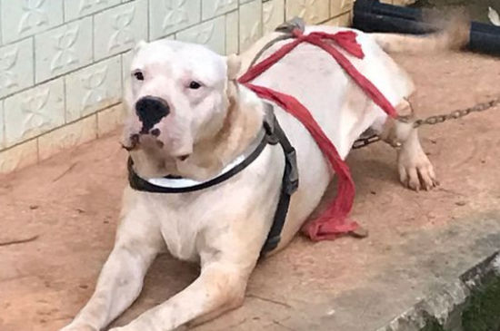 杜高犬适合家养吗