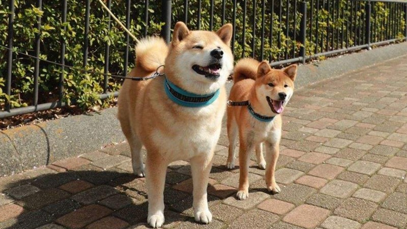 柴犬价格