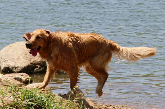 金毛犬5大危害