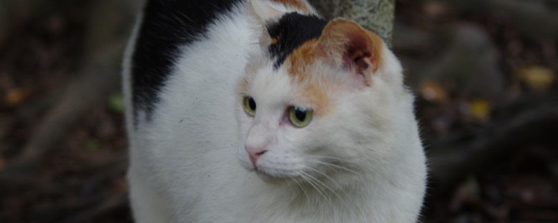 流浪猫晚上几点出来