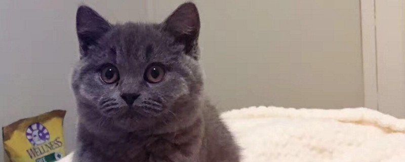 英短蓝猫不听话能打吗