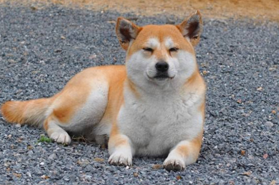 护卫犬哪种好
