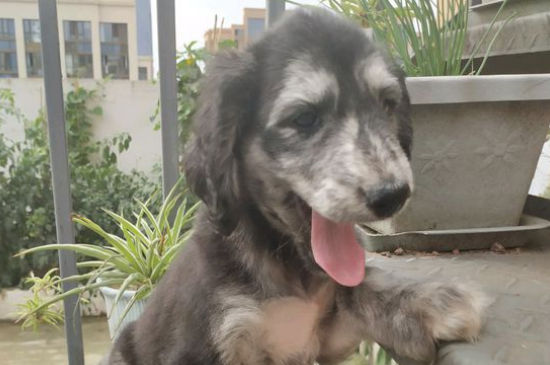 阿富汗猎犬可以喂生肉吗