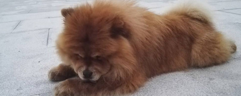 松狮喜欢亲近主人吗