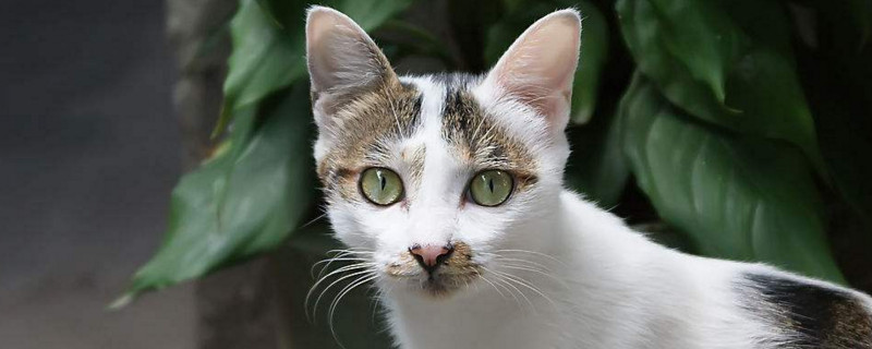 猫为什么养不出感情