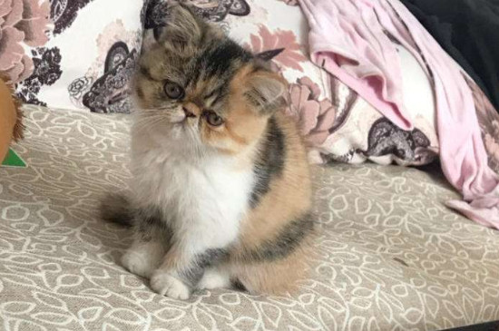 长毛猫多久洗一次澡，长毛猫洗澡频率是多少