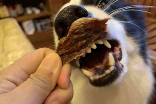 狗腹水是怎么引起的