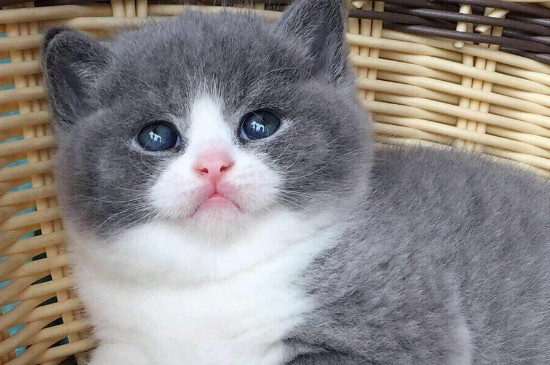 八字脸的猫为什么贵