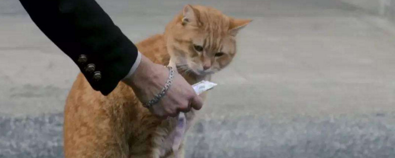 猫要养多久才会有感情