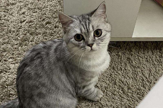 猫咪不吃饭怎么办