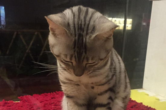 猫蹲在门口的预示
