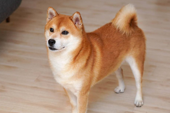 狗狗尿黄味大