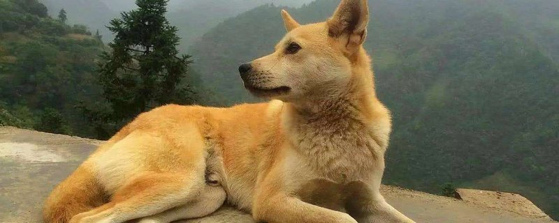 养什么狗开销小