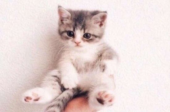 猫叫不出声的病有哪些