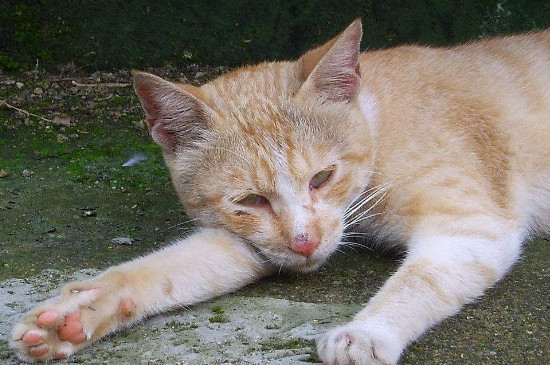 猫死了能直接扔了吗