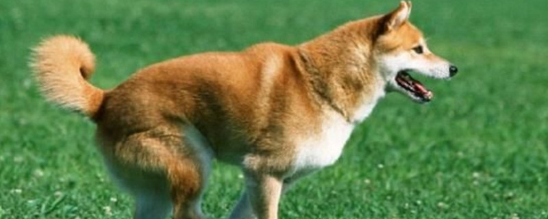 柴犬多大成年
