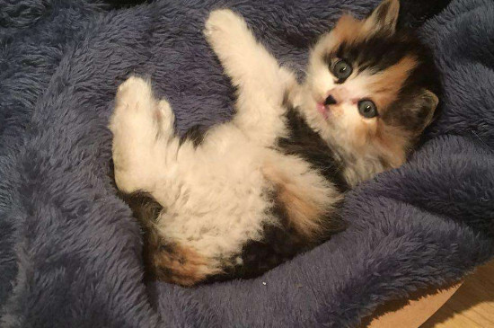 小猫睡觉发出哼哼唧唧的声音怎么回事