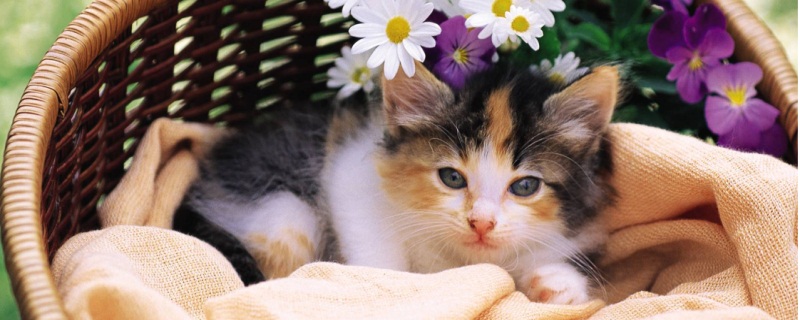 猫耳朵里有白色虫子