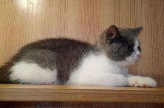 猫瘟挺过几天就没事了