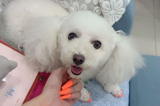 狗身上有蜱虫怎么办