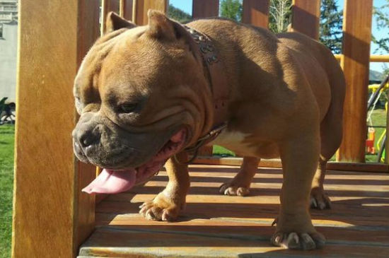 养恶霸犬的缺点