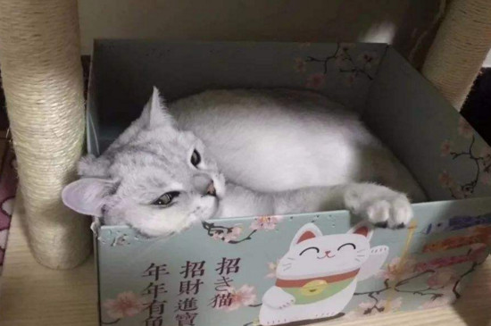 什么人不适合养猫