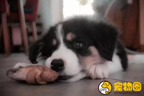 边境牧羊犬是最聪明的狗，学习能力强却喜欢自作聪明