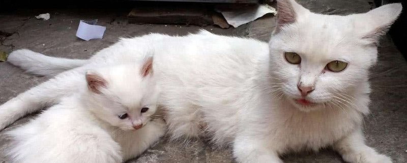 猫一个蛋能配种吗