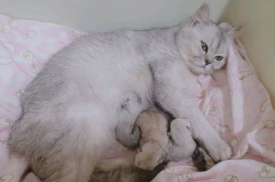 猫只吃猫粮可以吗