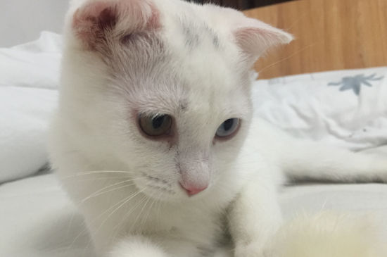 猫牙齿断了