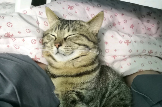 猫咪喝了牛奶怎么办