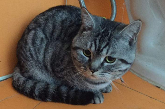 狸花猫怎么样才温顺