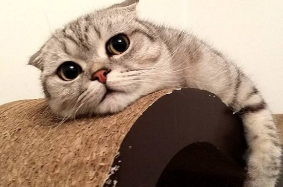 猫咪认主需要多久